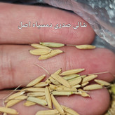 برنج صدری دمسیاه گیلان 10 کیلویی