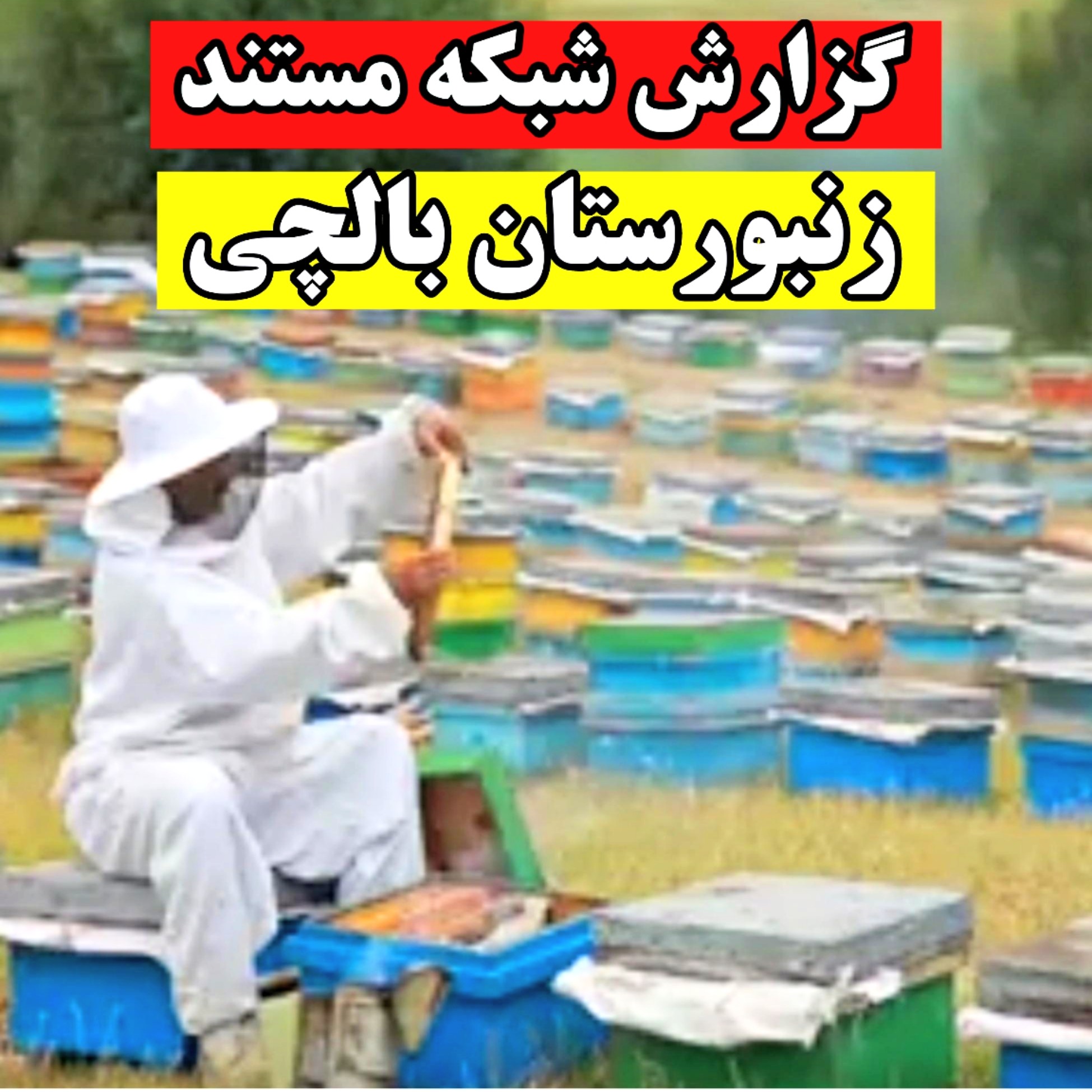عسل کوهستان بالچی (1 کیلویی) 599 تومان با درب پُلُمپ ، ارسال رایگان و فوری ، خرید مستقیم از زنبوردار