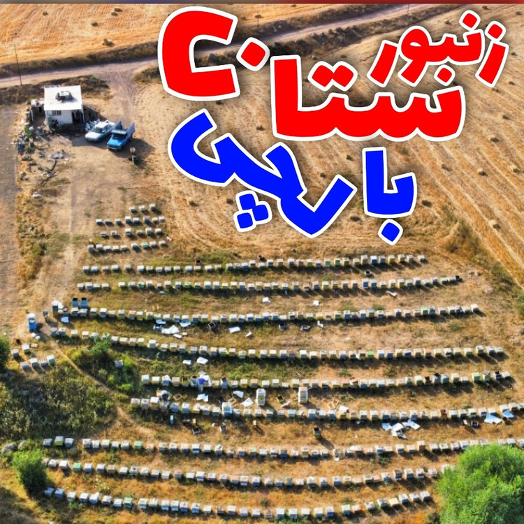 عسل کوهستان بالچی (1 کیلویی) 599 تومان با درب پُلُمپ ، ارسال رایگان و فوری ، خرید مستقیم از زنبوردار