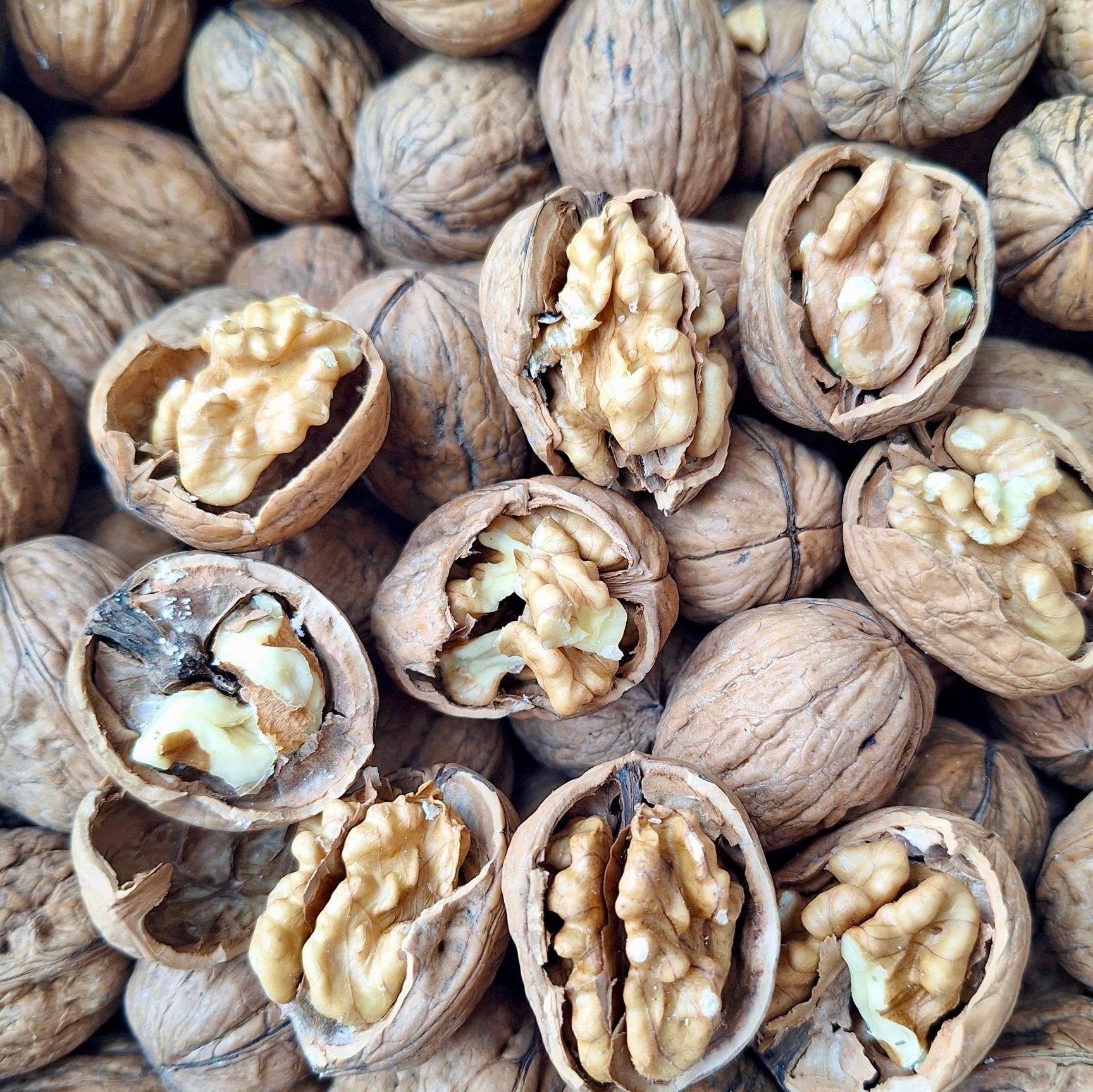 گردو تازه بار امسالی اعلا 500 گرم