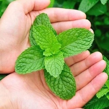 بذر نعناع (50 عددی)
