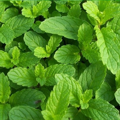 بذر نعناع (50 عددی)