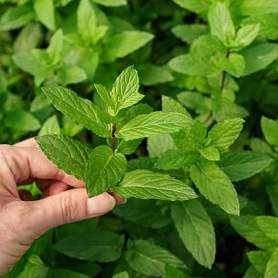 بذر نعناع (50 عددی)
