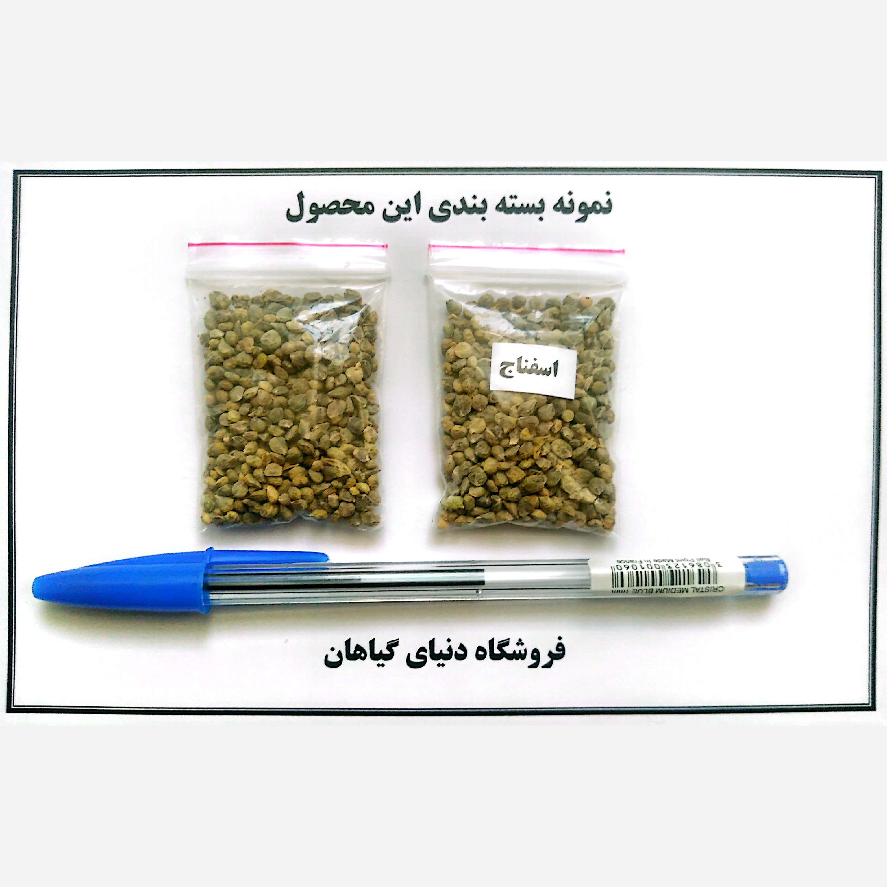 بذر اسفناج (300 عدد)