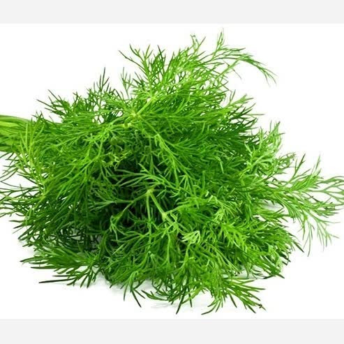 بذر شوید (500 عددی)