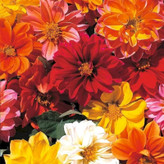 بذر کوکب الوان (بسته 10 عددی)