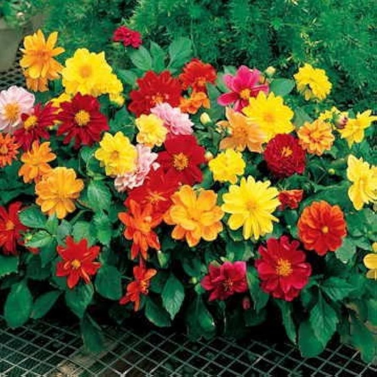 بذر کوکب الوان (بسته 10 عددی)