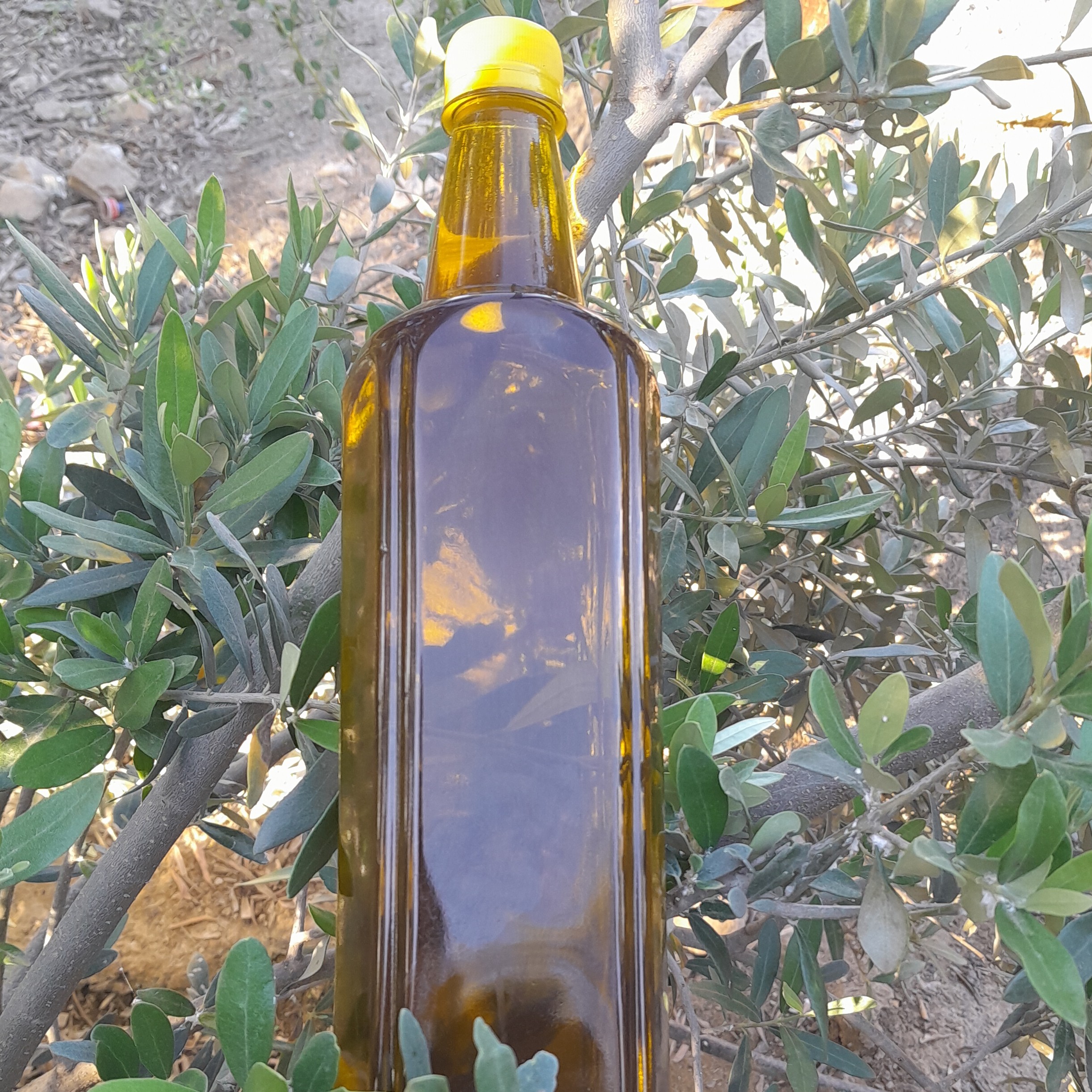 روغن زیتون خالص(2لیتری).فرابکر پرس سرد بابوتازه امساله با تضمین قیمت و ضمانت کیفیت از باغدار خرید کنید روغن زیتون خالص
