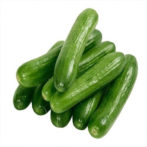 بذر خیار بوته ای هلندی/ پربار و زودرس(10 عددی)