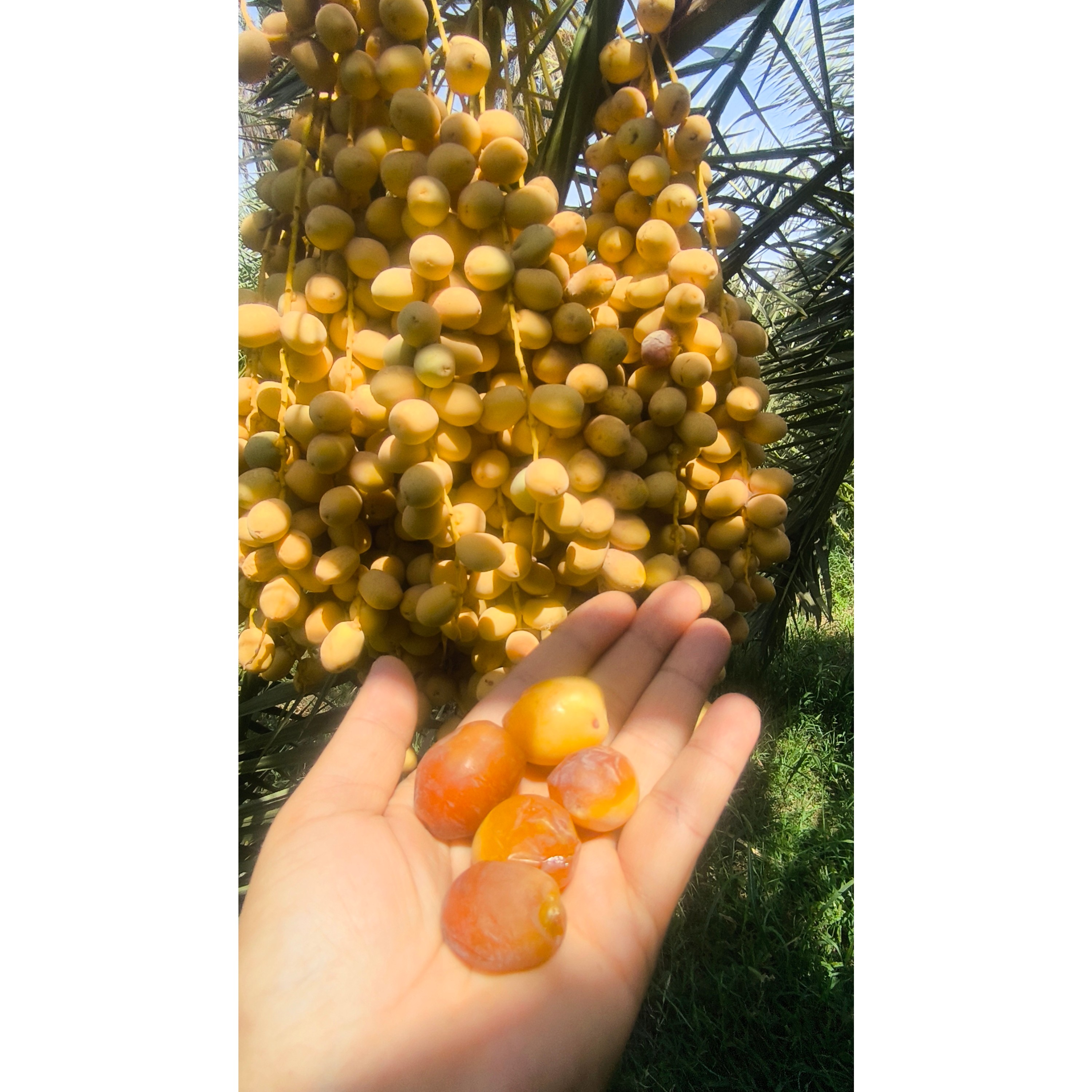 خرمای زرد عسلی هلیله تازه (خوشمزه ترین خرما)