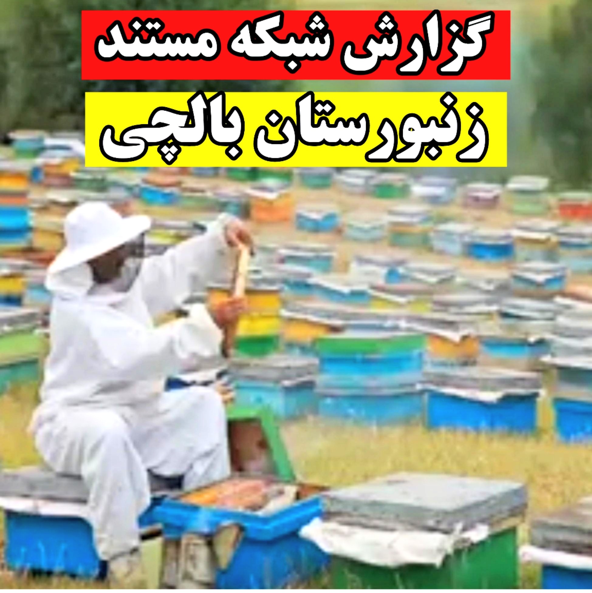 عسل چندگیاه بالچی (1 کیلوگرم) 475 تومانی بالچی با درب پُلُمپ ، ارسال فوری ، خرید مستقیم از زنبوردار