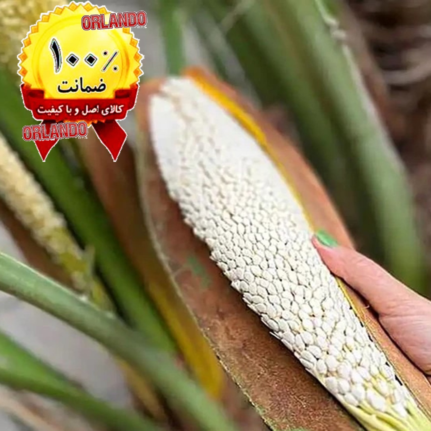 گرده نخل گرد نخل گرد لقاح خرما نر خالص درجه 1 تازه برداشت بهار 1405