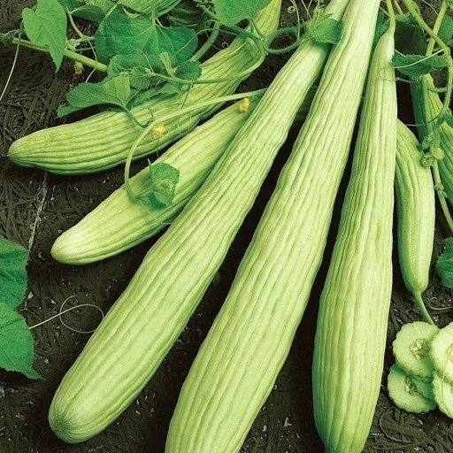 بذر خیار چنبر(10 عدد)