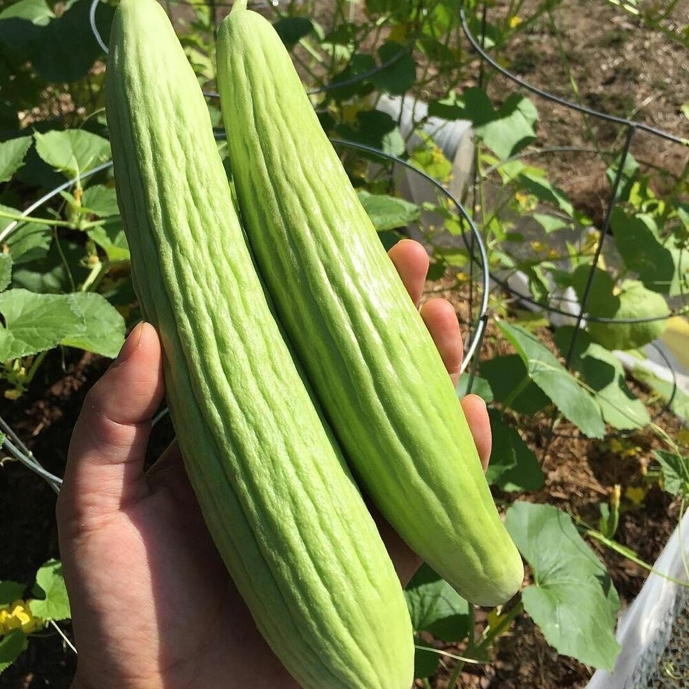 بذر خیار چنبر(10 عدد)