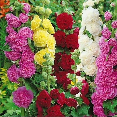 بذر ختمی(کد2) پرپر الوان(10 عددی)