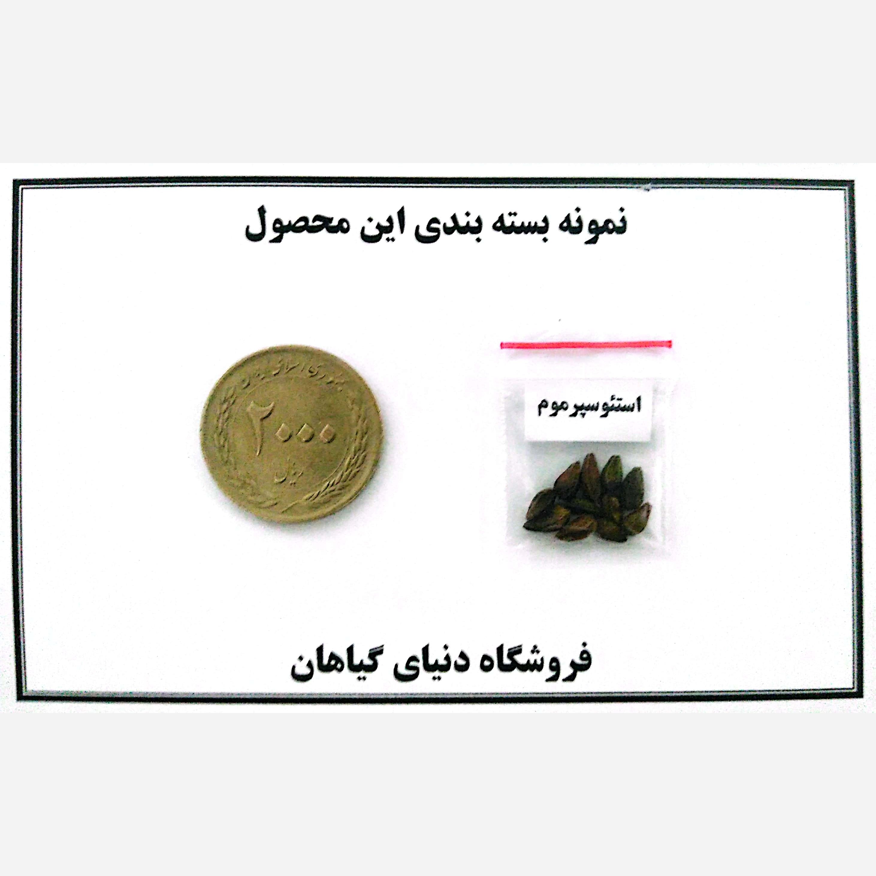 بذر استئوسپرموم الوان/پاکوتاه (10عدد)