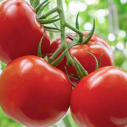 بذر گوجه فرنگی(کد2) گرد پربار(10 عدد)
