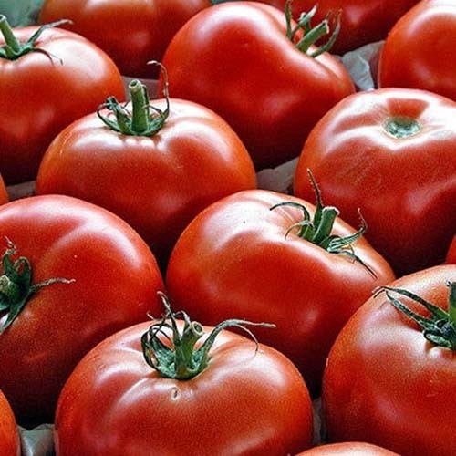 بذر گوجه فرنگی(کد2) گرد پربار(10 عدد)