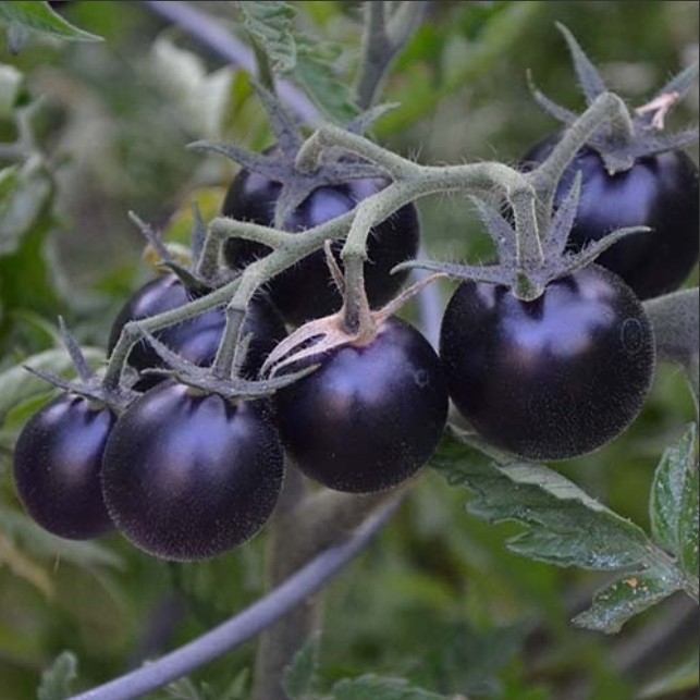 بذر گوجه گیلاسی(کد7)چری مشکی (10 عددی)