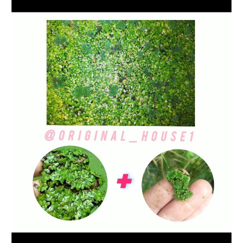 میکس گیاه عدسک و آزولا (گیاه روی ابی) (هزینه ارسال پس کرایه)