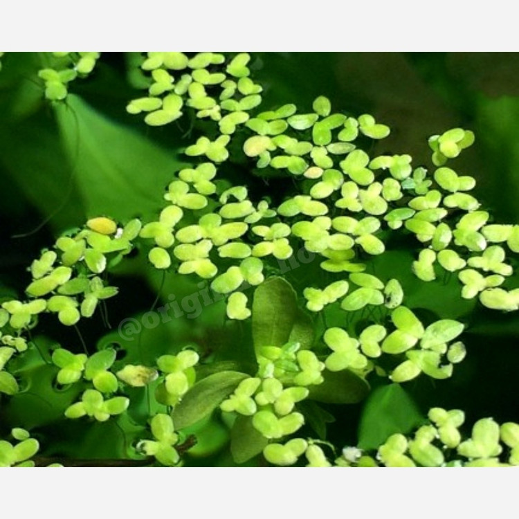 میکس گیاه عدسک و آزولا (گیاه روی ابی) (هزینه ارسال پس کرایه)