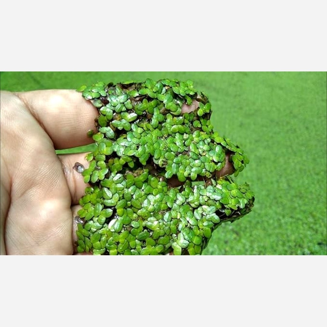 میکس گیاه عدسک و آزولا (گیاه روی ابی) (هزینه ارسال پس کرایه)