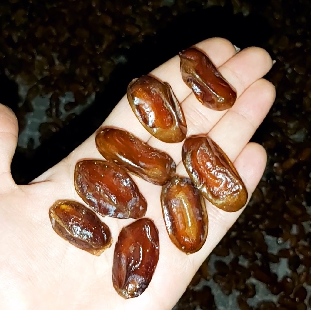 خرما 1405 بدون هسته کبکاب