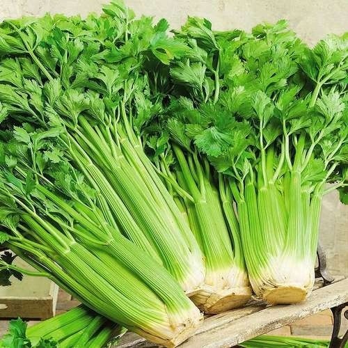 بذر کرفس(1000 عدد)