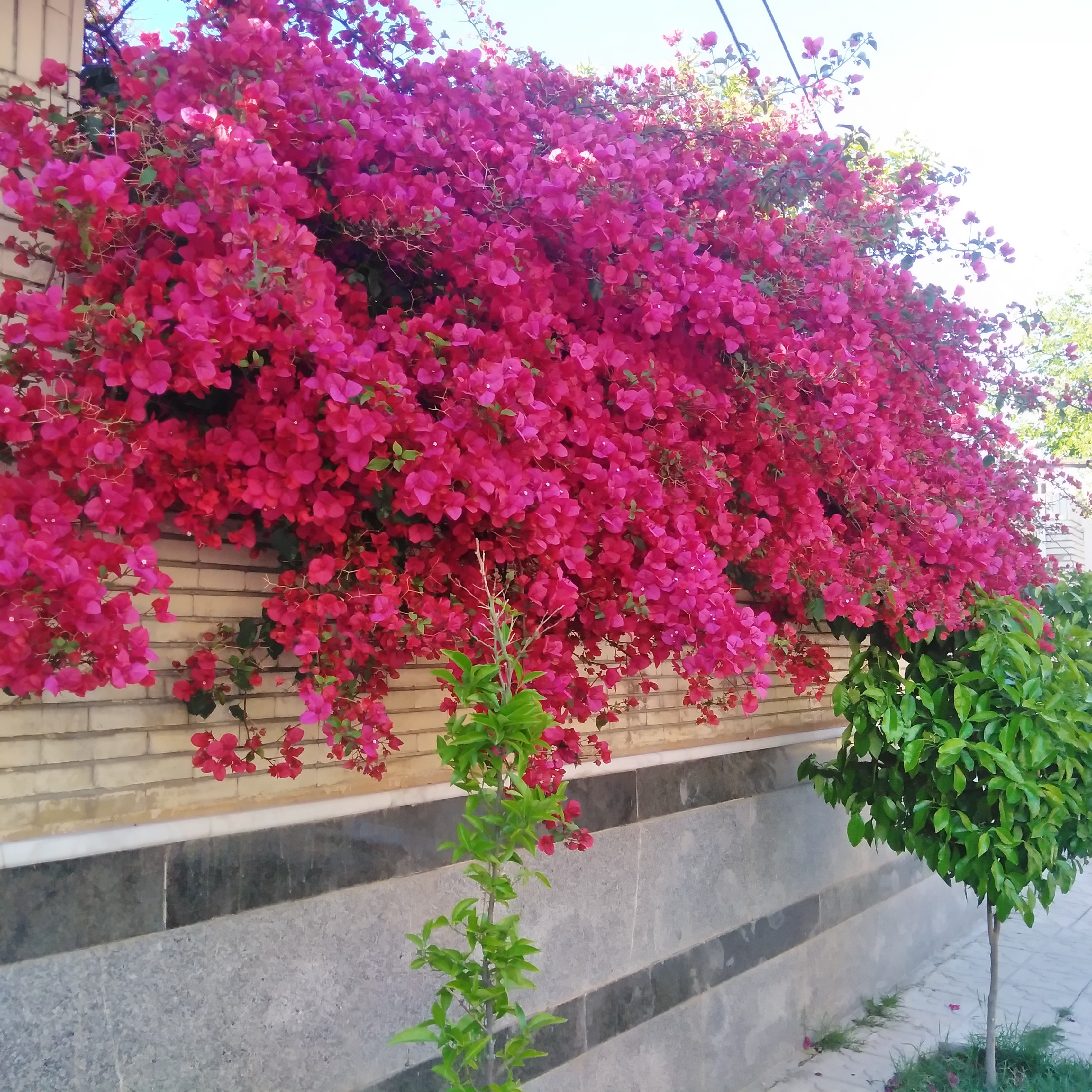 قلمه گل کاغذی قرمز (5 عدد)