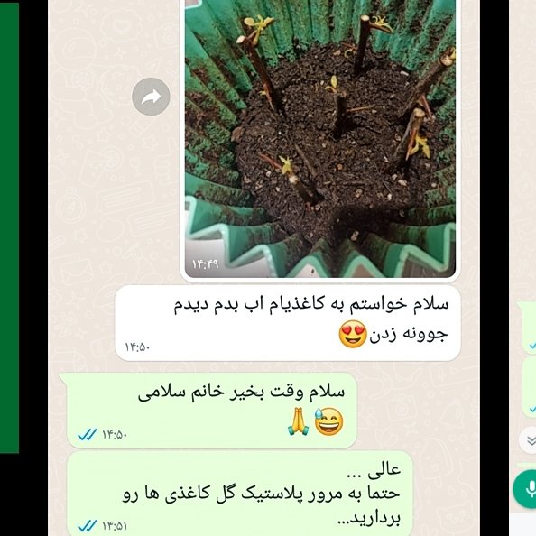 قلمه گل کاغذی قرمز (5 عدد)