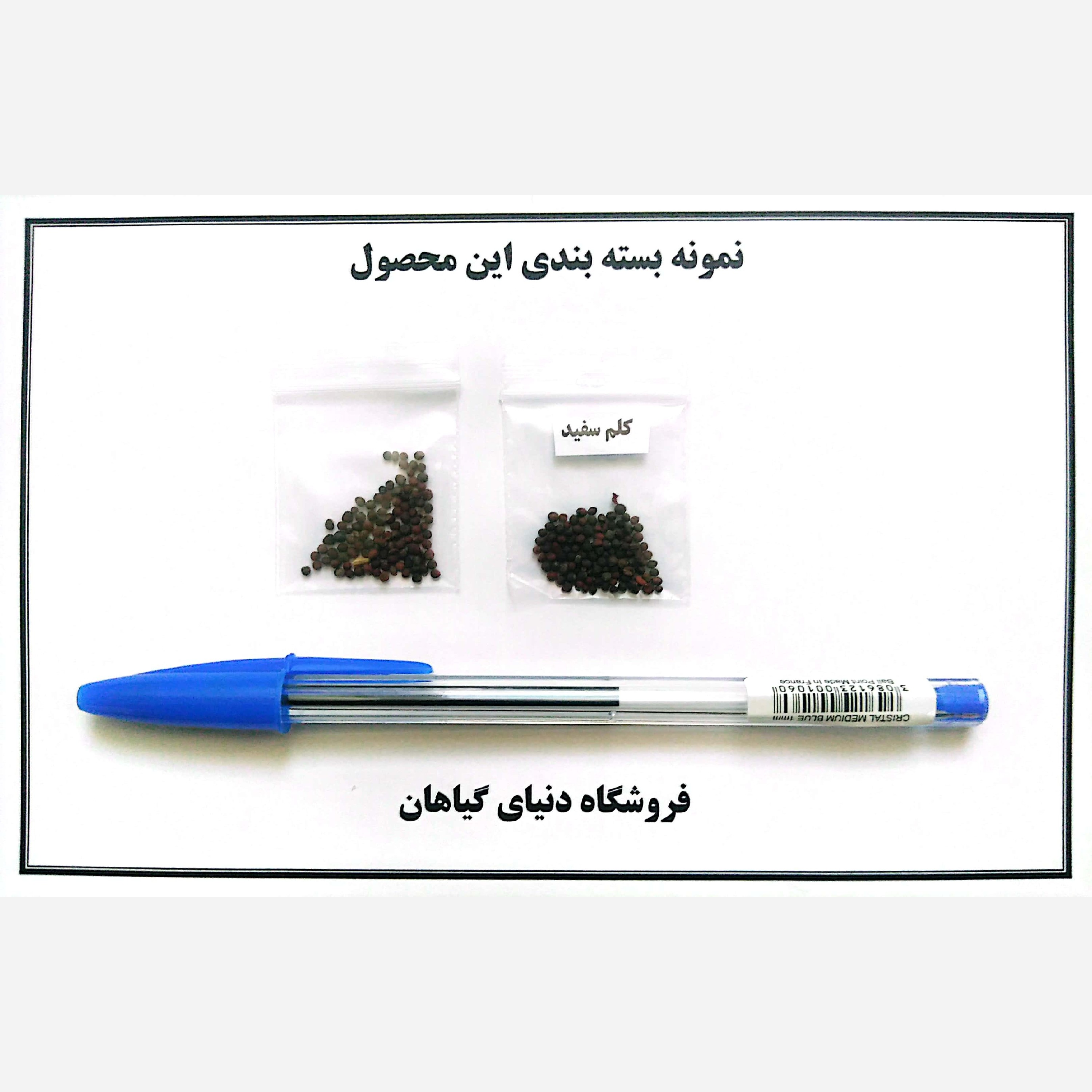 بذر کلم پیچ سفید(30 عددی)