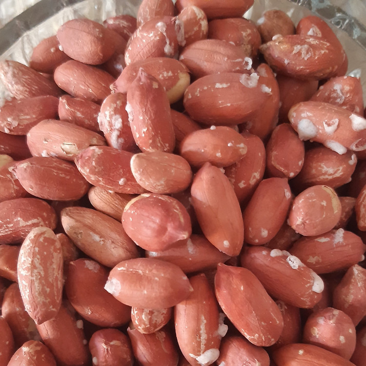 بادام زمینی آستانه اشرفیه محصول 1405(1000گرمی)