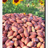 بادام زمینی آستانه اشرفیه محصول 1405(1000گرمی)