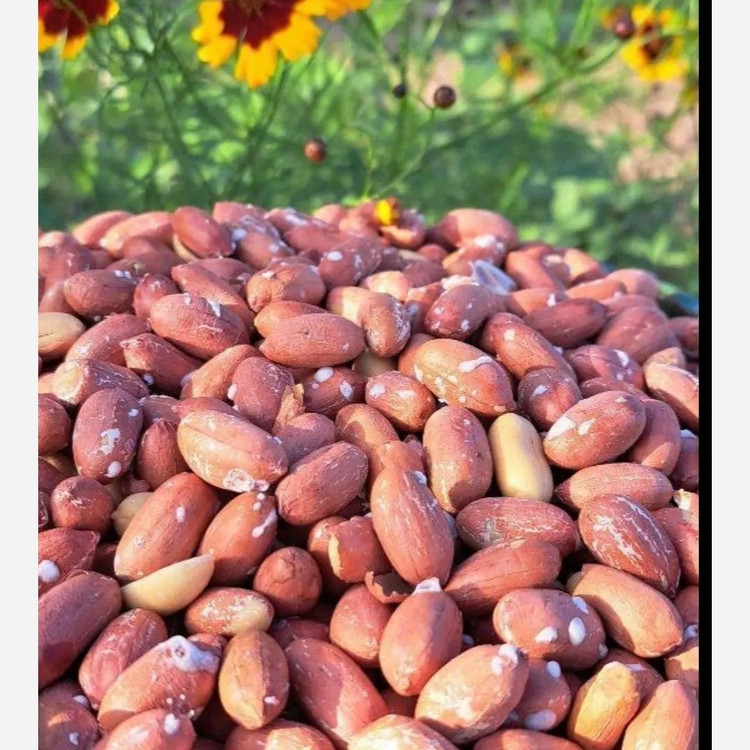بادام زمینی آستانه اشرفیه محصول 1405(1000گرمی)