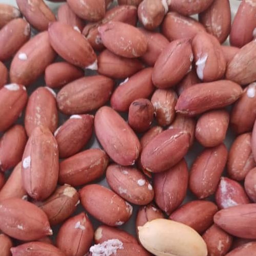 بادام زمینی آستانه اشرفیه محصول 1405(1000گرمی)