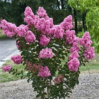 بذر گل توری(10 عدد)