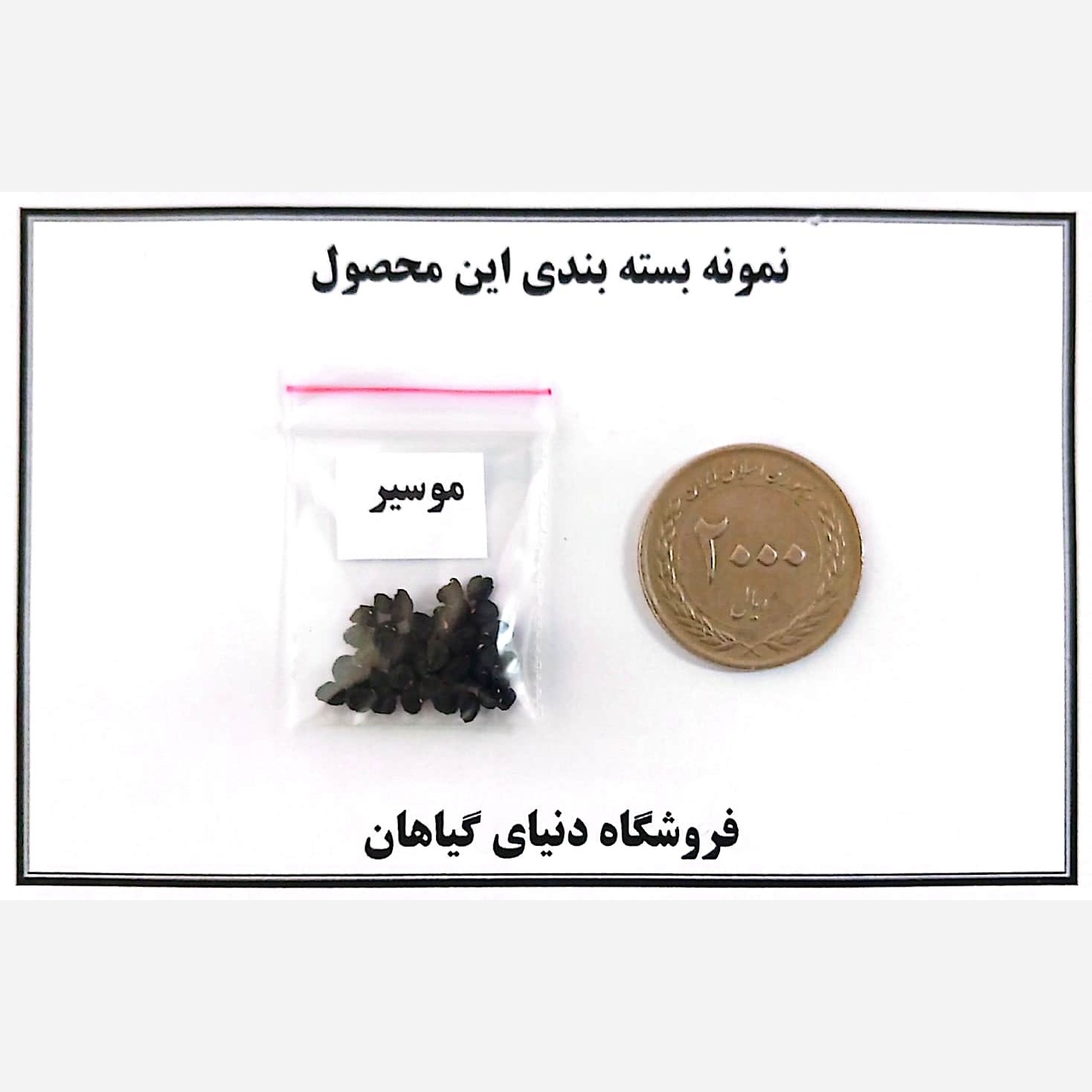 بذر موسیر (20 عددی)
