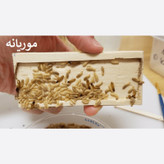 سم موریانه کش ترمیدور نسخه اصلی با ضمانت غرفه برتر ( ارسال رایگان )