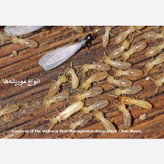 سم موریانه کش ترمیدور نسخه اصلی با ضمانت غرفه برتر ( ارسال رایگان )