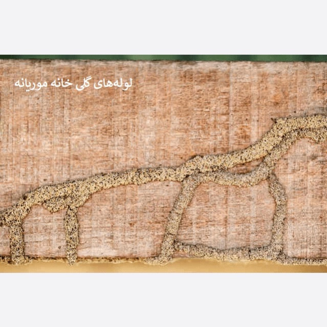سم موریانه کش ترمیدور نسخه اصلی با ضمانت غرفه برتر ( ارسال رایگان )