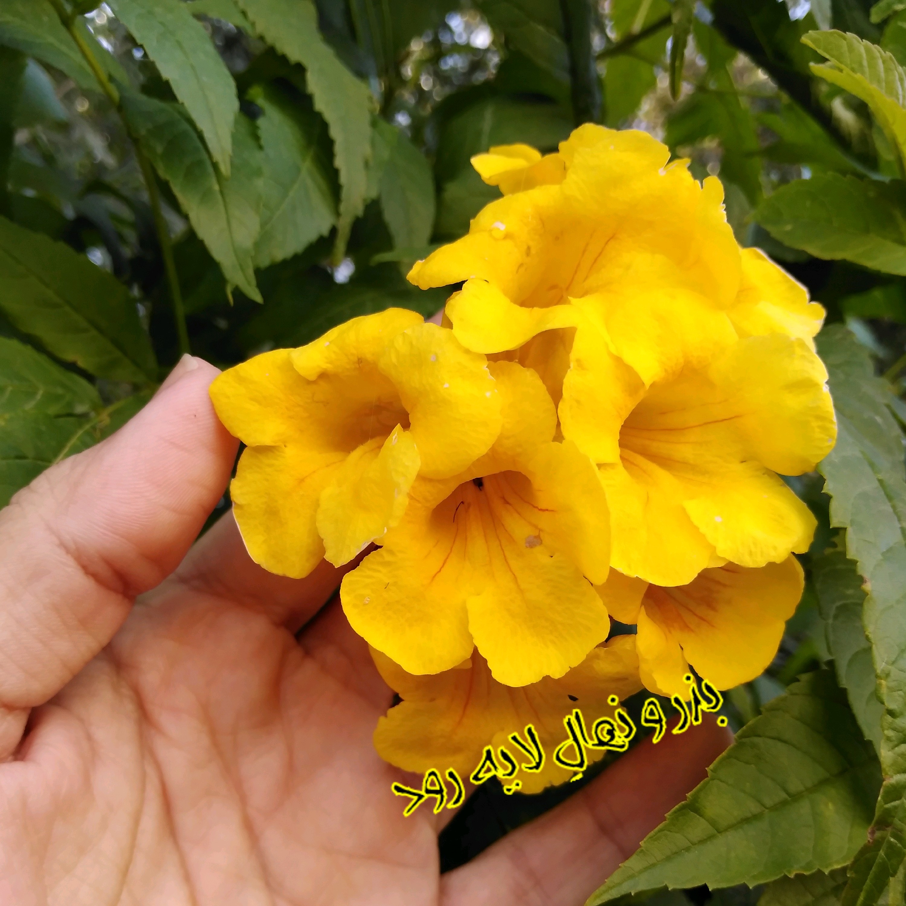 بذر تکوما ( 10 عدد)