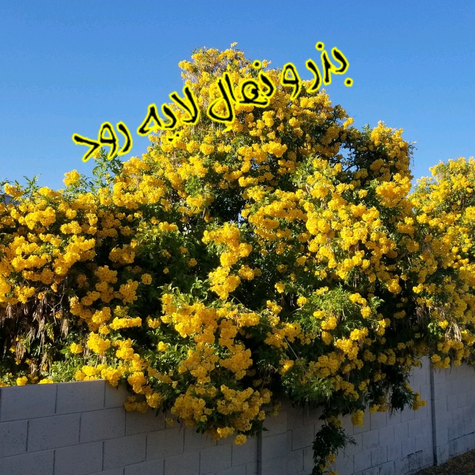 بذر تکوما ( 10 عدد)