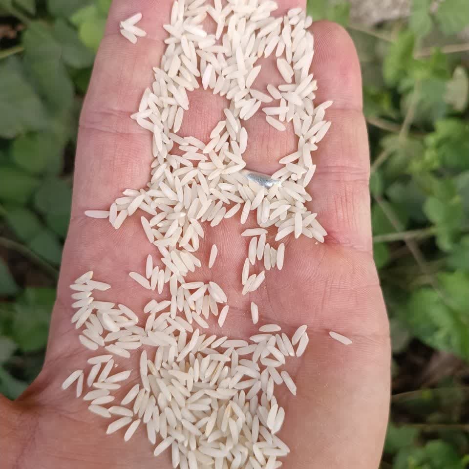 برنج طارم هاشمی (10کیلوگرمی) غربال و سورت شده صداقت