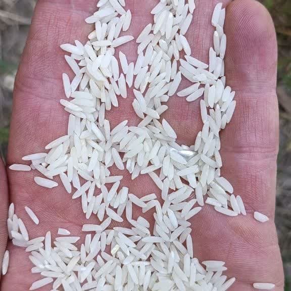 برنج طارم هاشمی (10کیلوگرمی) غربال و سورت شده صداقت
