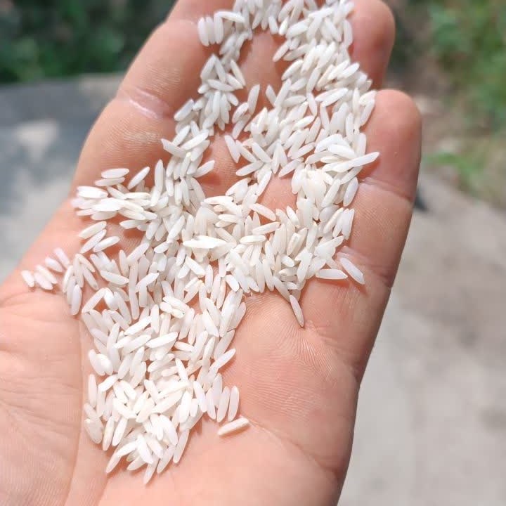 برنج طارم هاشمی (10کیلوگرمی) غربال و سورت شده صداقت