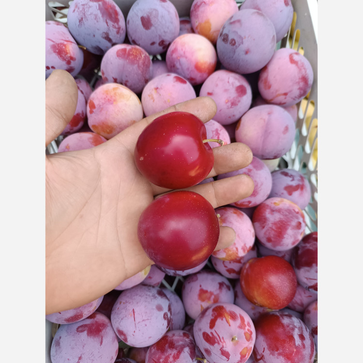 آلو خشک ممتاز ترش خورشتی 1405 (یک کیلویی)