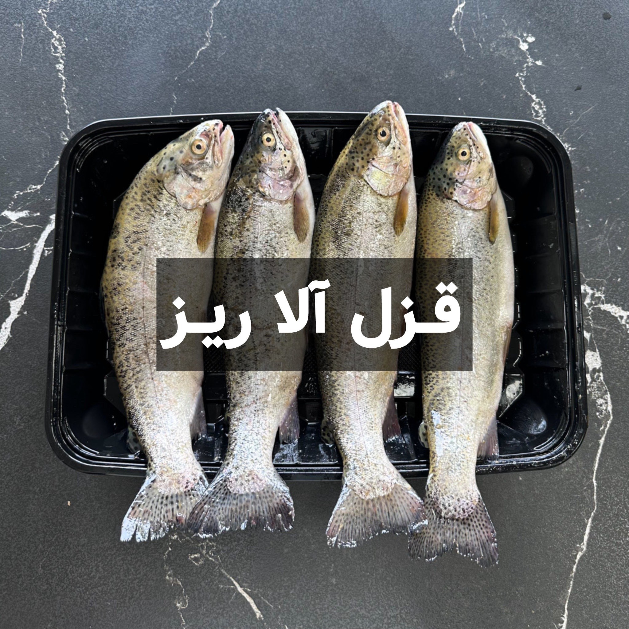 ماهی قزل آلا ریز (کیلویی)