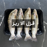 ماهی قزل آلا ریز (کیلویی)