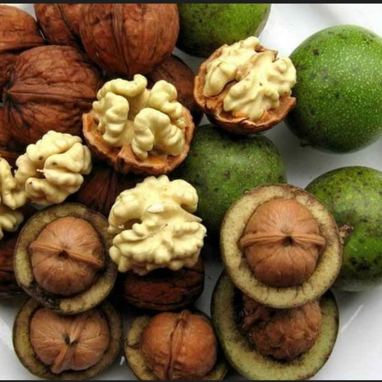 گردو تازه با پوست سبز