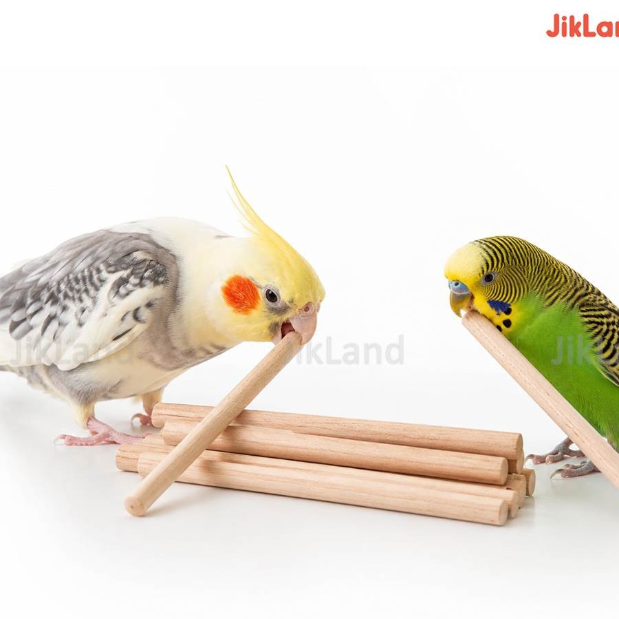 چوب اکالیپتوس برای عروس هلندی و طوطی ها - 5 عددی
